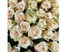 501 Роза «Талея»