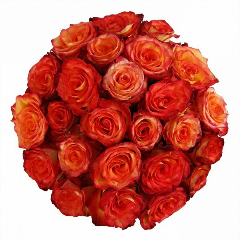 25 Роз «Хай Мэджик»  в шляпной коробке
