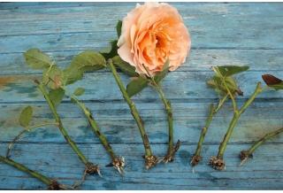 Как укоренить розу из букета в домашних условиях осенью и зимой