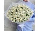Нежные ромашки 