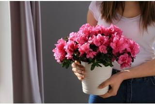 Можно ли дарить цветы в горшках женщине: народные приметы, почему нельзя