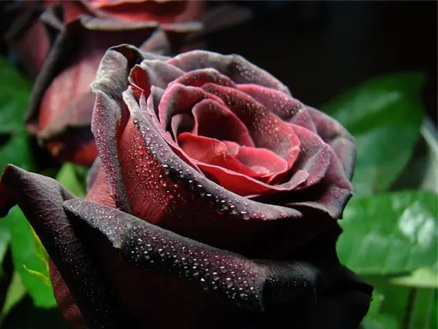 10 самых ароматных цветов