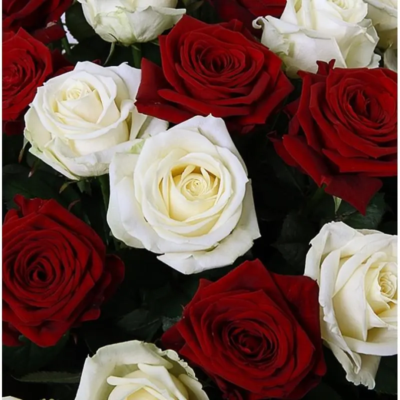 Розы бело красные название. Розы красные и белые. Красные розы и одна белая. Розы белые красные розовые.