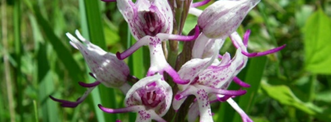 11 редких орхидей, чьи цветы напоминают животных (и даже маленьких обнаженных человечков)