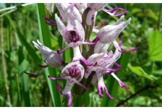 11 редких орхидей, чьи цветы напоминают животных (и даже маленьких обнаженных человечков)