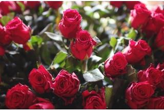 Самые популярные сорта высоких роз для составления букетов