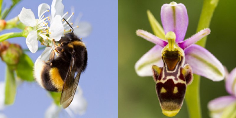 Орхидея-пчелка