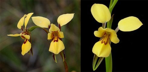 Ослиная орхидея